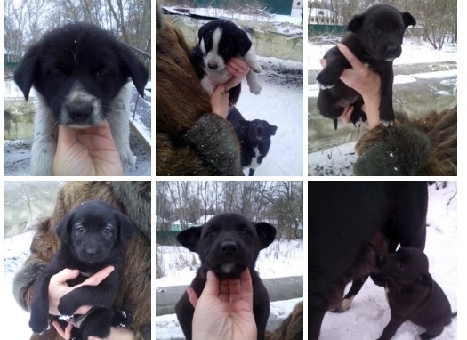 Ярославцы ищут дом для шести щенков, которых нашли на улице