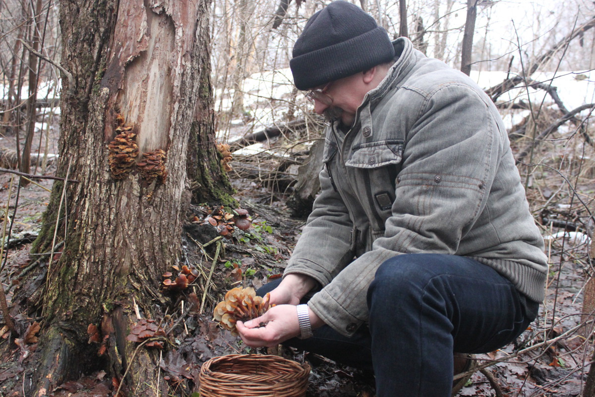 Дары январского леса. Первые грибы в наступившем году ярославцы собирали в новогодние каникулы