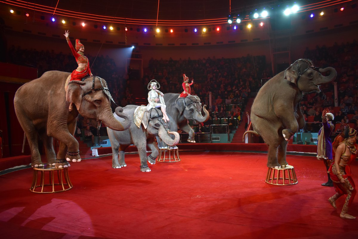 В Ярославский цирк на 10 фурах привезли 85 экзотических животных: фоторепортаж