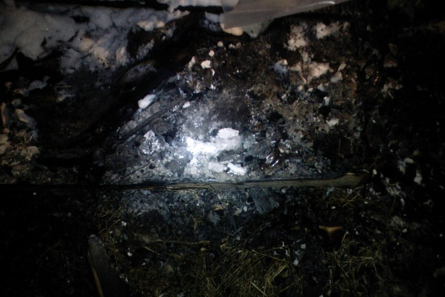 В Ярославле подожгли будку вместе с собакой: животное получило сильные ожоги