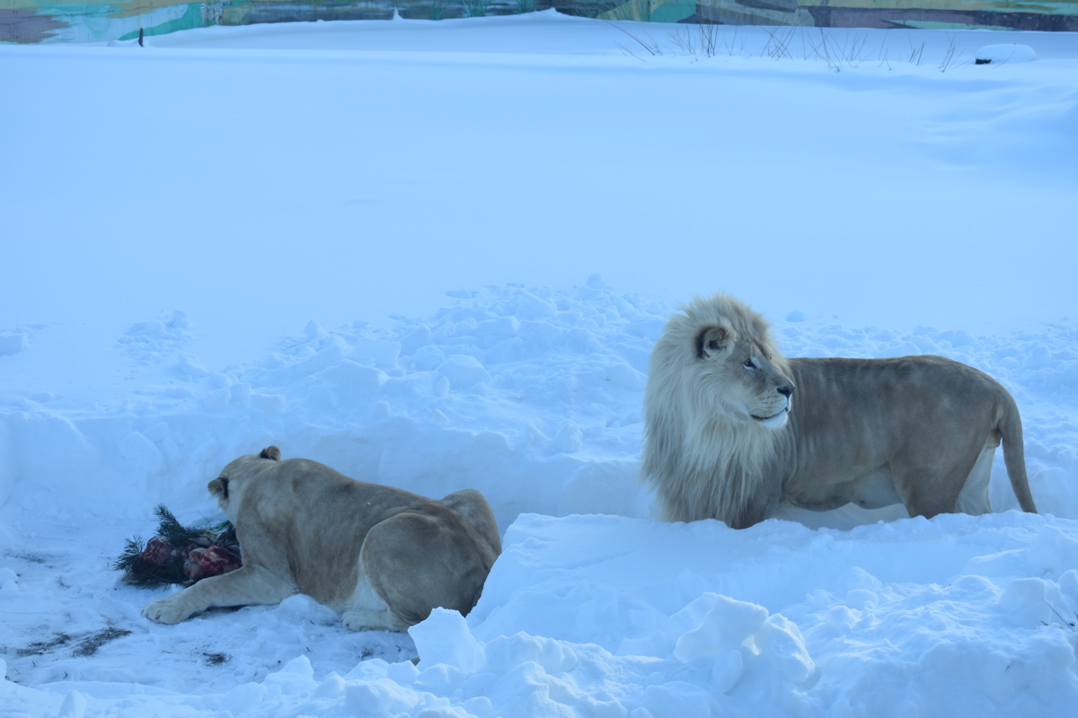В Ярославском зоопарке в День всех влюбленных паре львов устроили романтический ужин