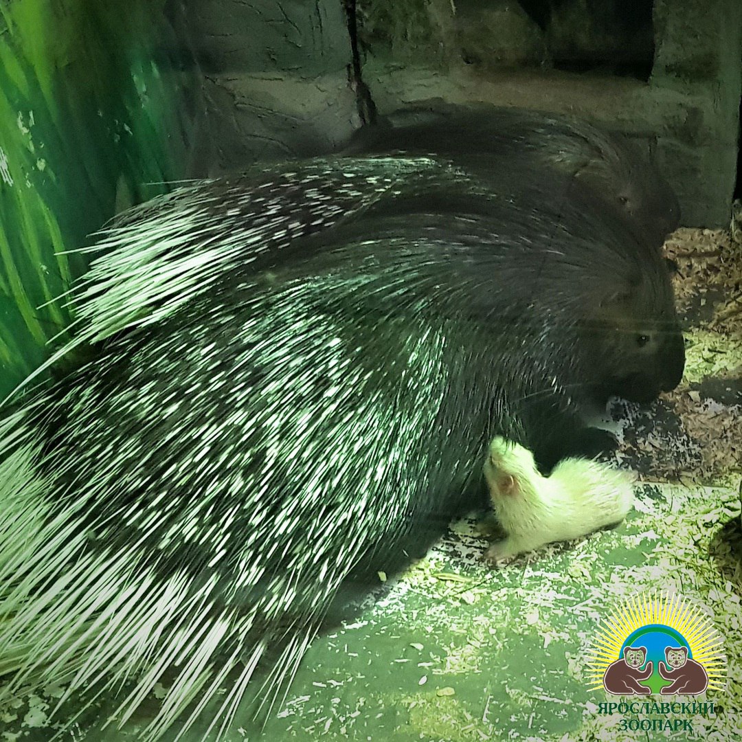 В Ярославском зоопарке у семьи дикобразов родился малыш с редкой окраской