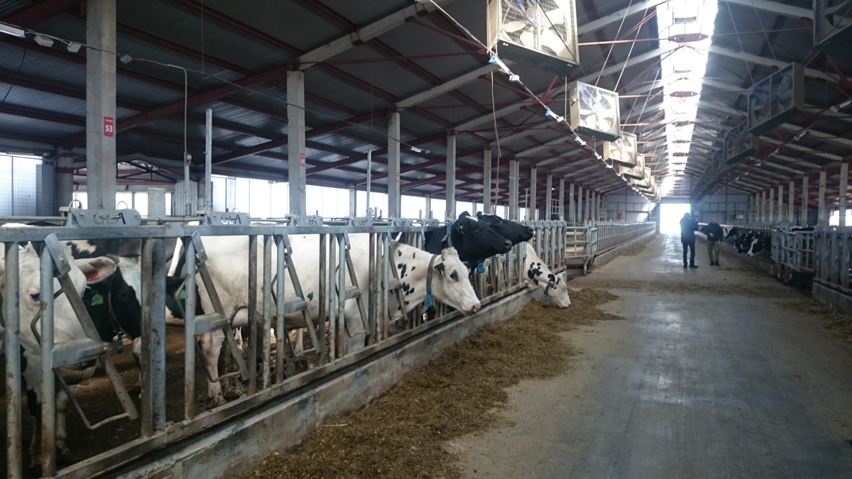 Ярославское предприятие планирует увеличить объемы производства молока до 70 тонн в день