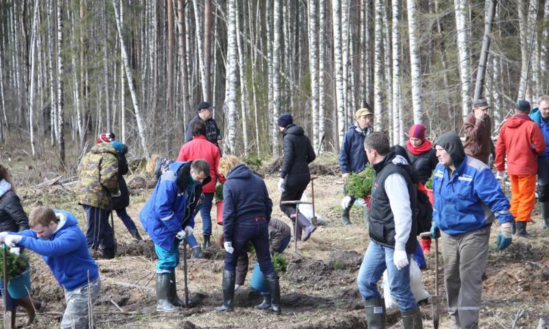 Ярославская молодежь соберет макулатуру, чтобы озеленить город