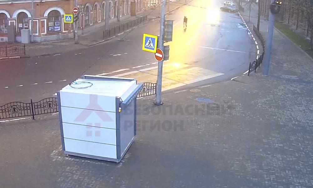 Появилось видео, как лось гуляет в центре Ярославля