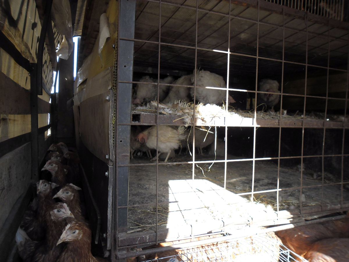 В Ярославской области задержали фургон с тремя сотнями подозрительных куриц
