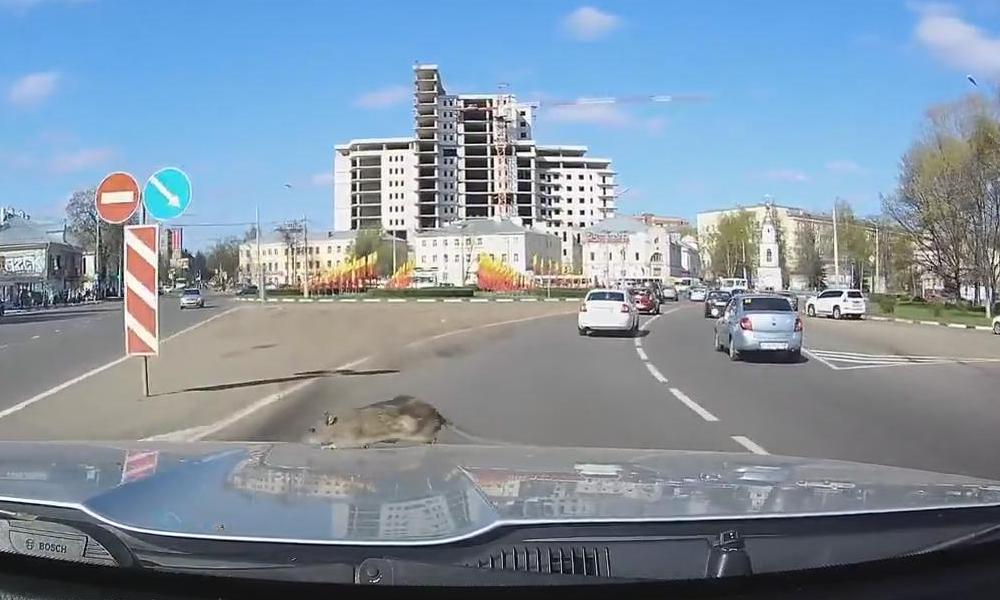Крыса-путешественница прокатилась на капоте авто в центре Ярославля: видео