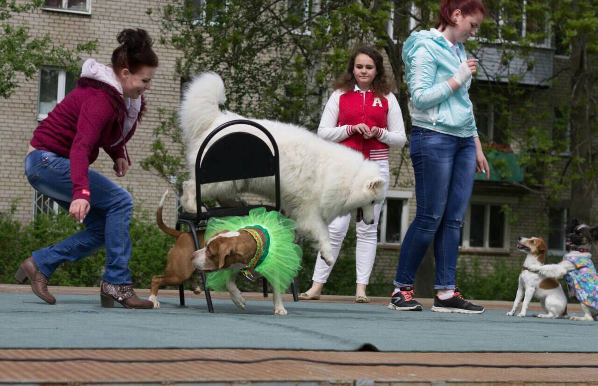 Ярославский проект «Собаки для детей» – претендент на победу во всероссийском конкурсе
