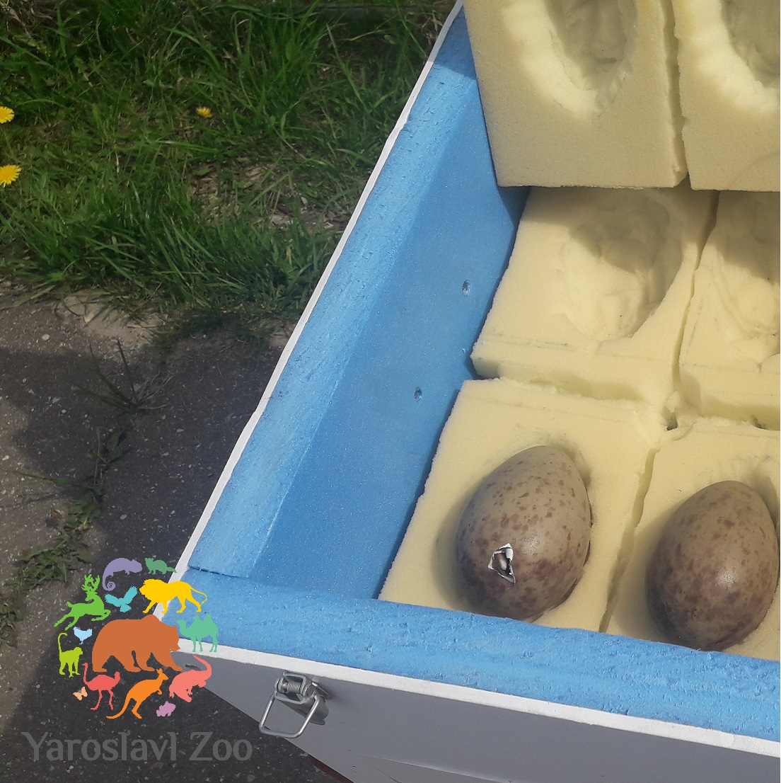 Ярославский зоопарк передал яйца редких птиц Окскому государственному заповеднику