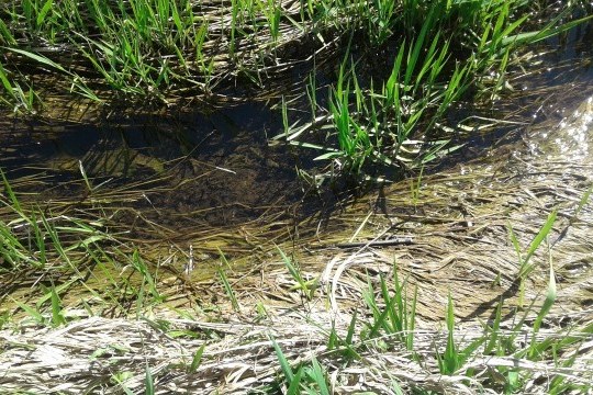 Обнародованы результаты анализов проб воды в реке Норе под Ярославлем