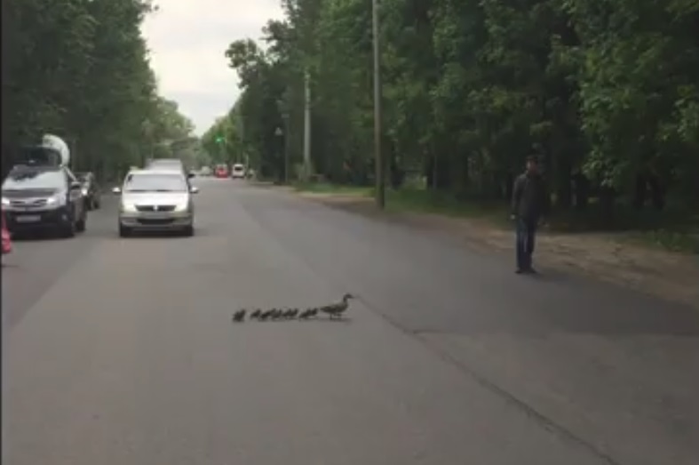 Водители остановились, чтобы не мешать утке с утятами перейти дорогу: видео