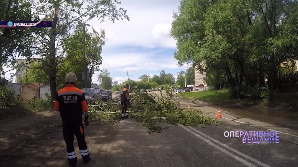 В Ярославле огромная упавшая ветка перегородила дорогу