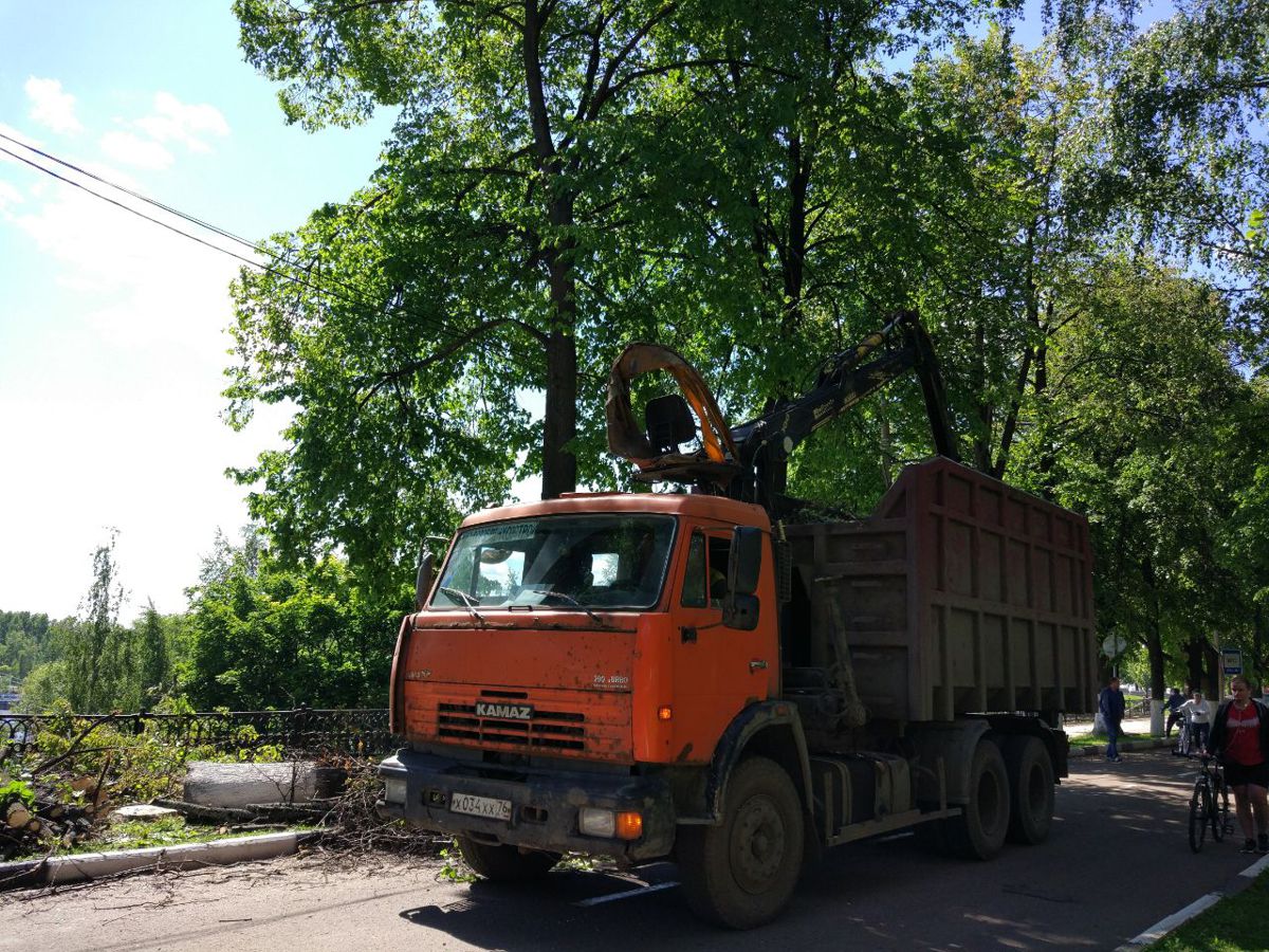 В Ярославле спилили более 500 деревьев