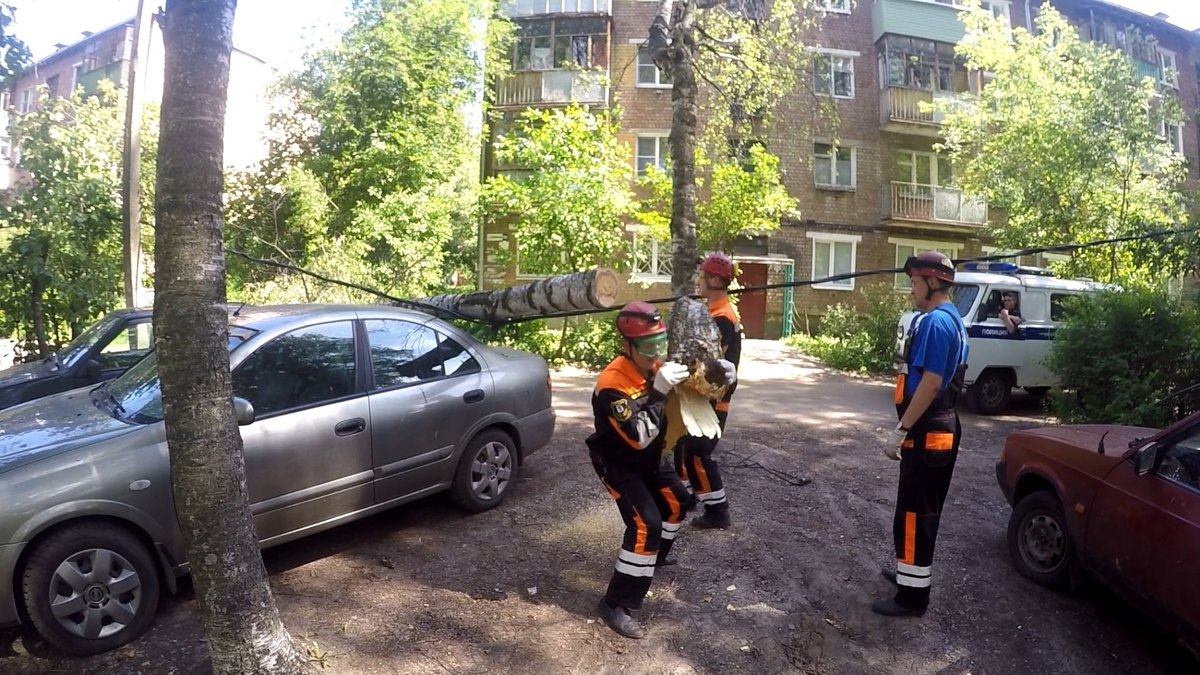 В Ярославле огромная береза упала на припаркованные у дома машины
