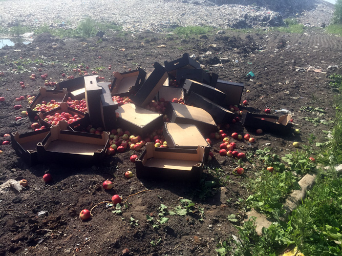 Под Ярославлем раздавили почти 800 килограммов польских яблок 
