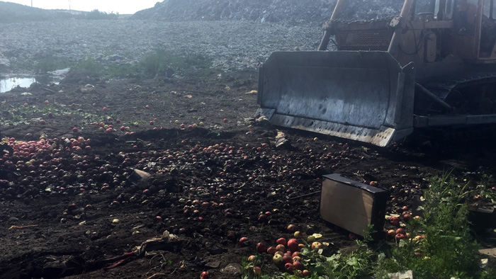 Под Ярославлем раздавили почти 800 килограммов польских яблок 