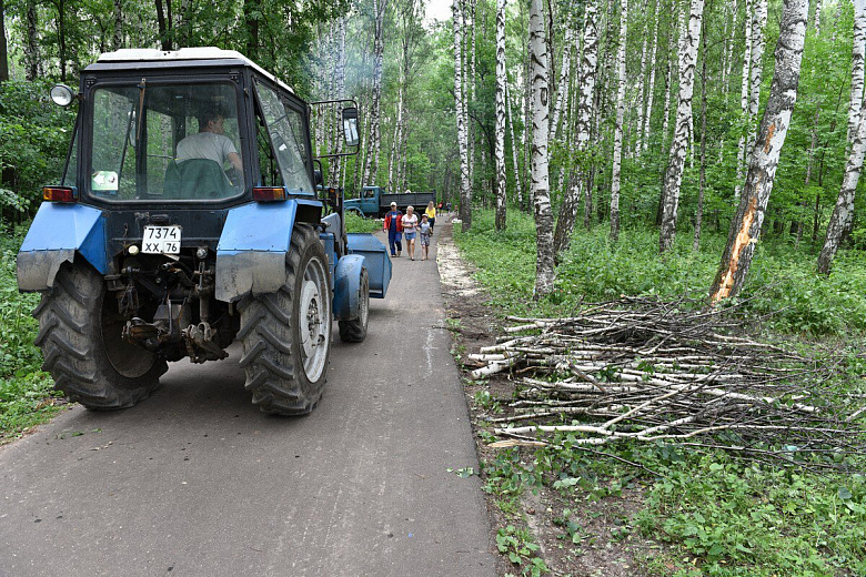 В Павловской роще в Ярославле спилят 120 аварийных деревьев