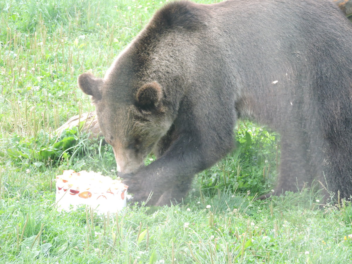 В Ярославском зоопарке братьев-медведей накормили мороженым