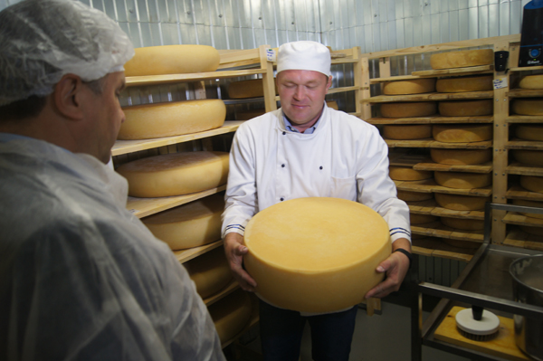 В Ярославской области открылся мини-завод по производству сыра