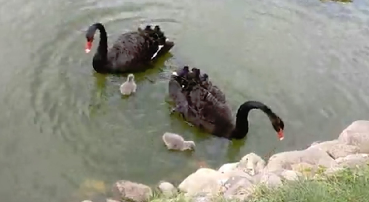 У пары черных лебедей на Толге появились детеныши: видео