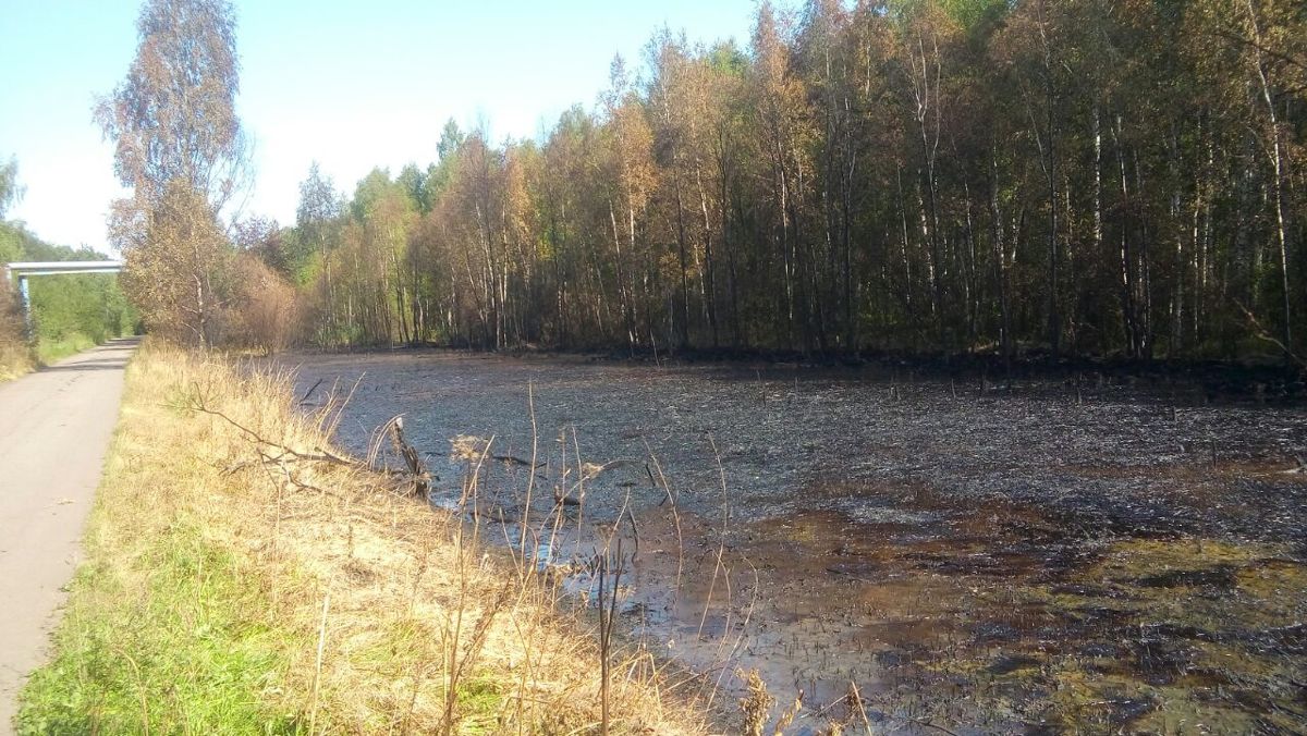 Проводится расследование по факту загрязнения нефтепродуктами почвы в Ярославле: фото
