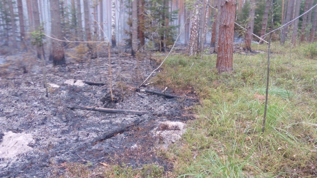 Под Переславлем локализованы два очага возгорания в лесу
