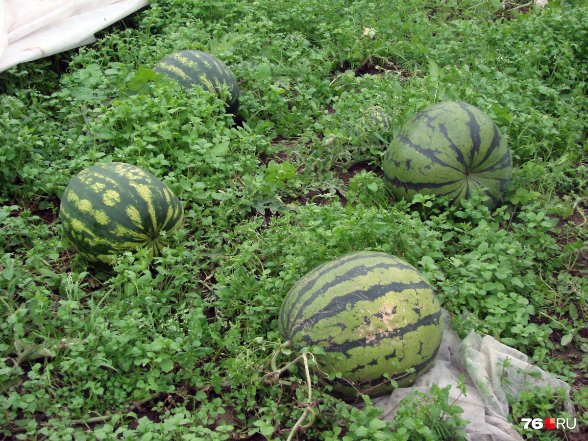 Поднялся на арбузах: ярославский агроном выращивает на даче по пять тонн бахчевых