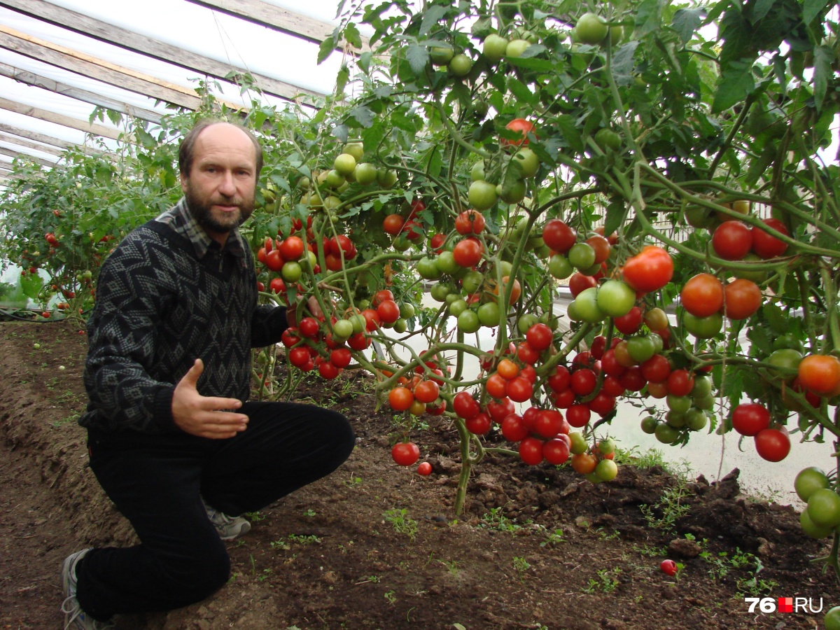 Поднялся на арбузах: ярославский агроном выращивает на даче по пять тонн бахчевых