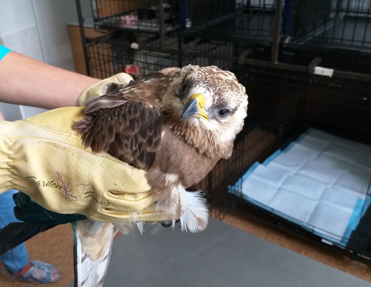Житель Ярославля спас раненую хищную птицу