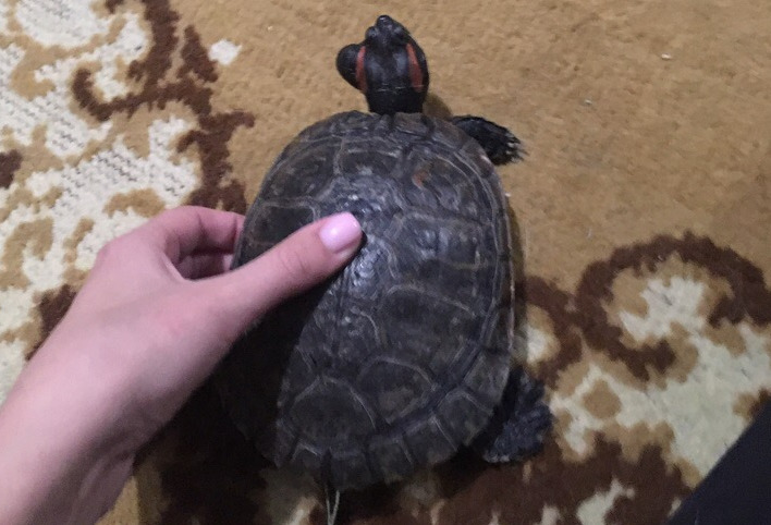 Ярославцы спасли черепаху, которая жила в брагинском пруду