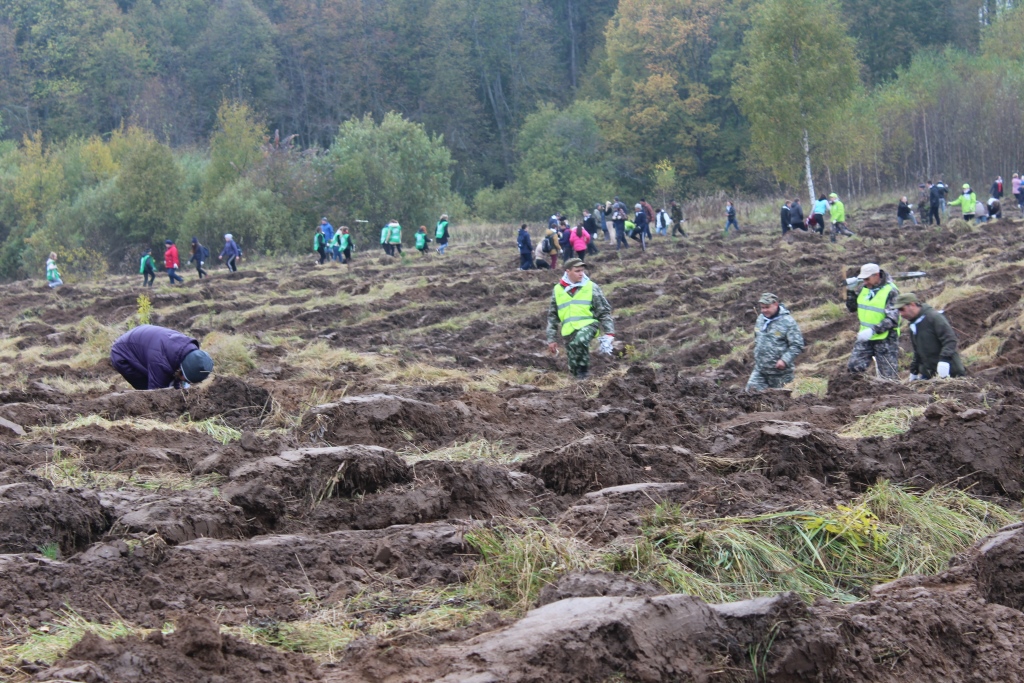 В рамках всероссийской акции в Ярославской области посадят 40 тысяч деревьев