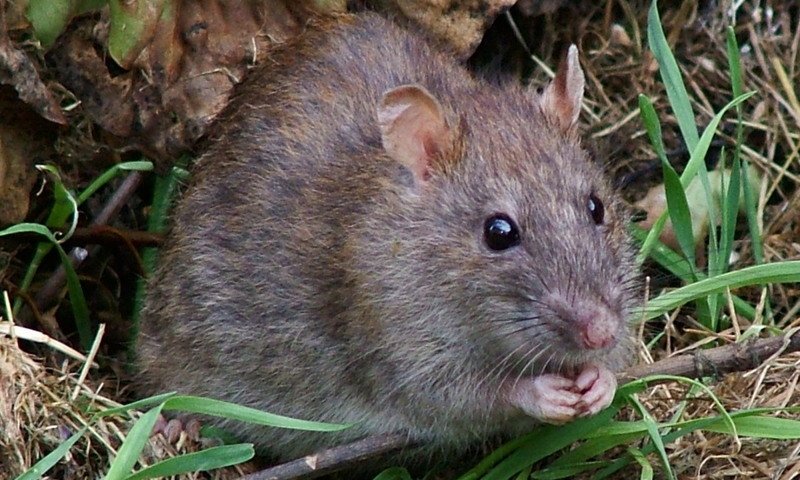 В Ярославской области обнаружены бешеные барсук и крыса