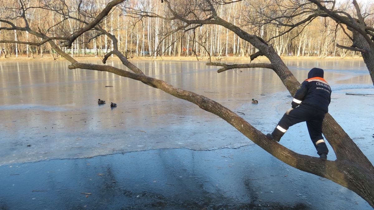 На пруду парка «Нефтяник» в Ярославле утки вмерзли в лед и погибли