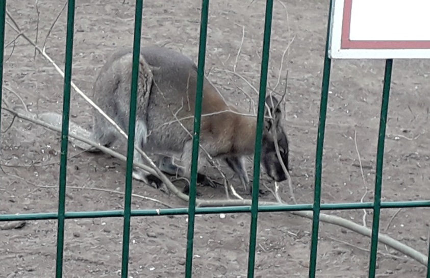 Кенгуру и винторогая коза поселились в вольерах Ярославского зоопарка: фото