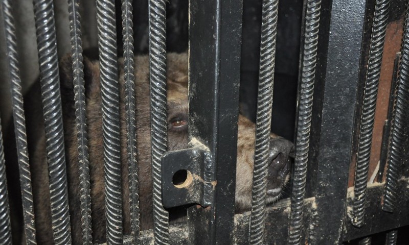 В Ярославском зоопарке братья-медведи впали в спячку