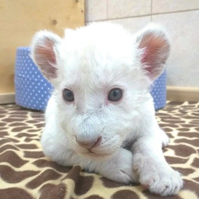 В Ярославском зоопарке в честь погибшей мамы назвали маленькую львицу