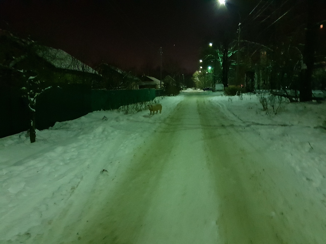Здоровенный хряк разгуливал по улицам Ярославля