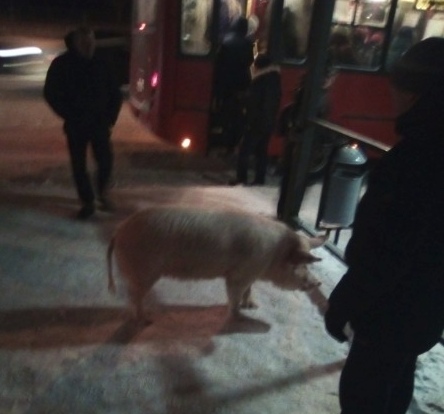 По улицам Ярославля вновь ходит свинья
