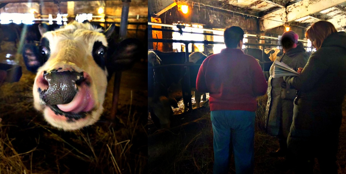 В Ярославской области у фермера за долги забрали коров