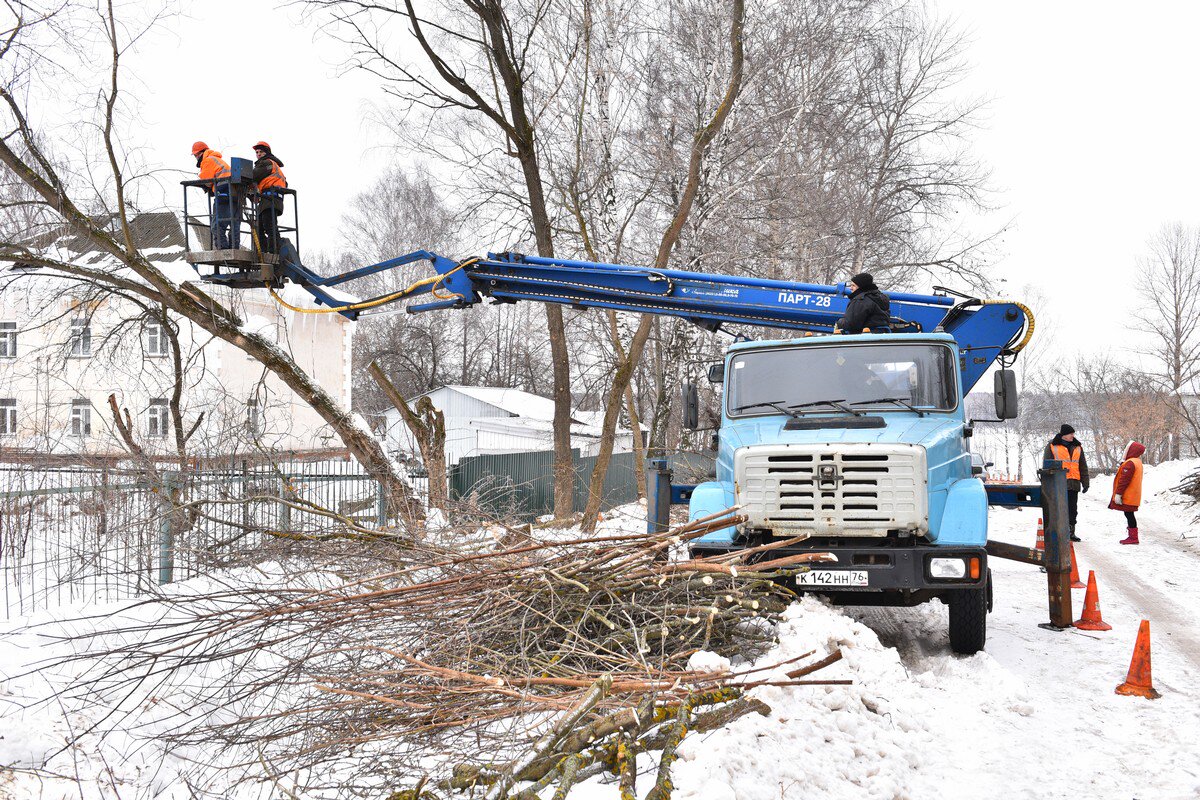 В Ярославле спилили 100 аварийных деревьев