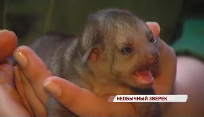В Ярославском зоопарке родился «медовый медвежонок»: видео