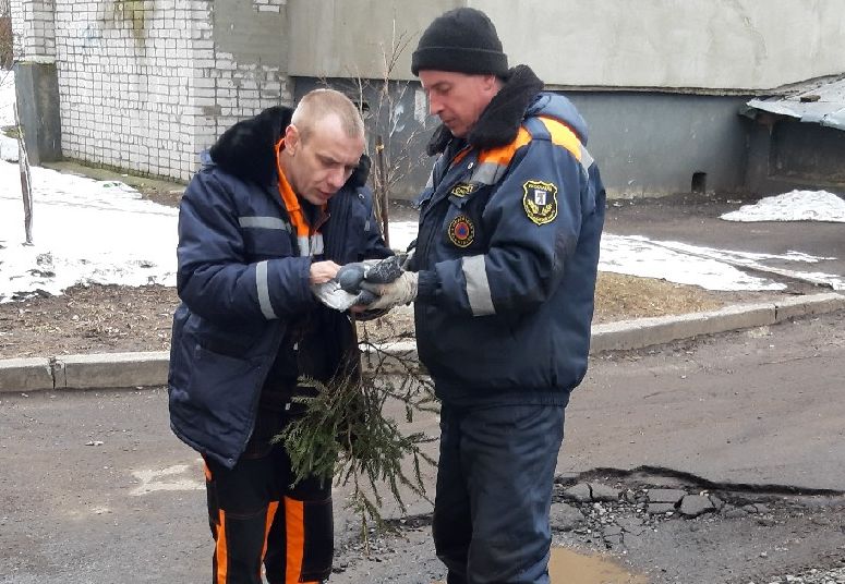 «Птичку жалко»: в Ярославле сотрудники ЦГЗ спасли голубя, попавшего в беду