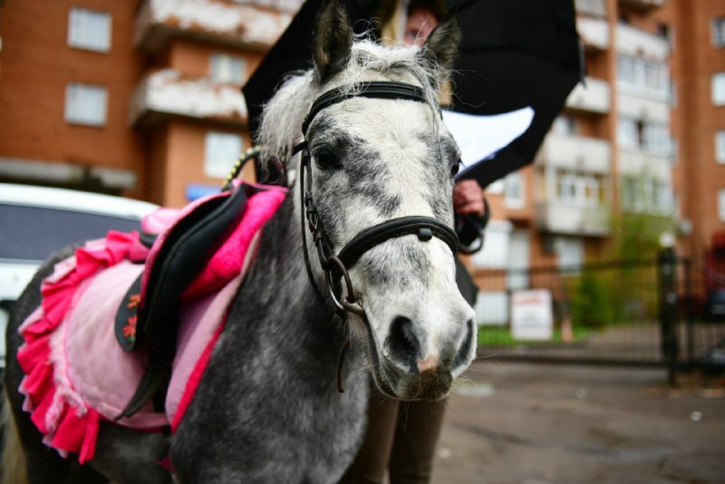 В центре Ярославля чиновники проверили у лошадей паспорта