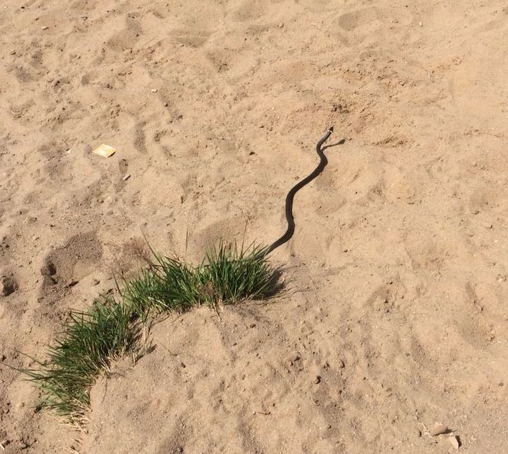 «Кто-то с тещей загорает»: на Центральном пляже в Ярославле отдыхающих напугала змея