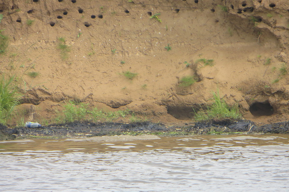 На границе Ярославской и Костромской областей на Волге обнаружено нефтяное пятно