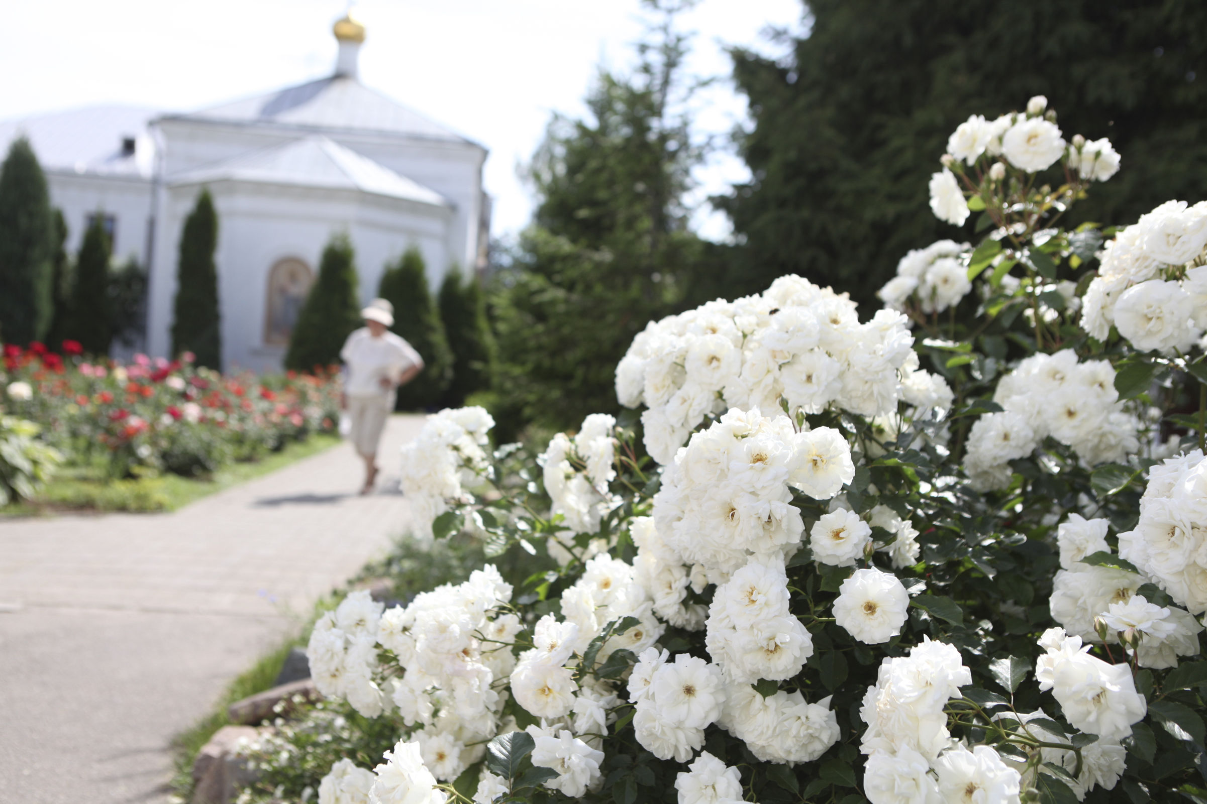 Там розы цветут... Как благоустроили Казанский монастырь в центре Ярославля