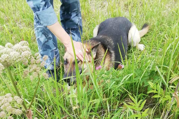 В Ярославской области служебная собака нашла в колонии сверток с героином