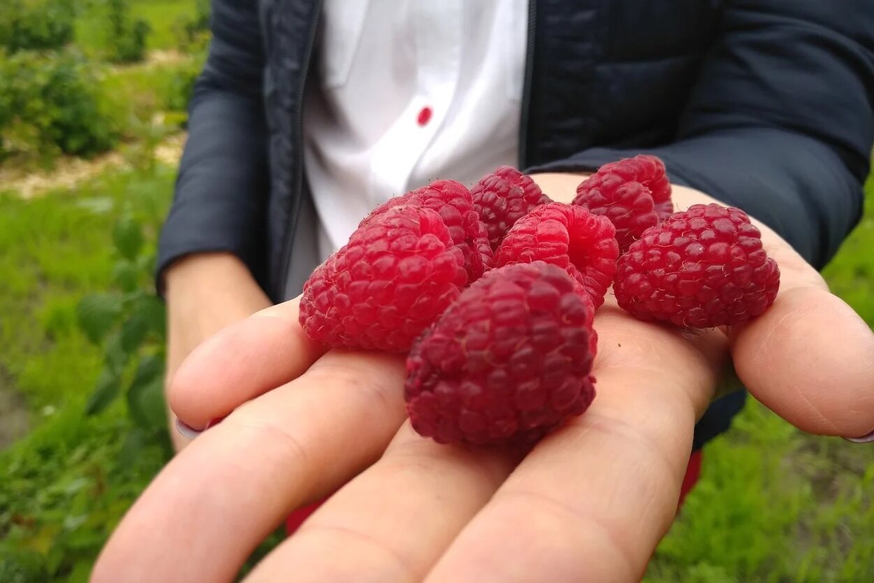 В ярославском сельском хозяйстве развивается плодово-ягодное направление