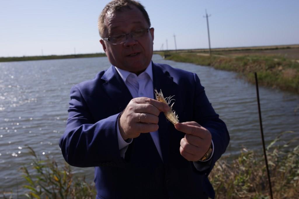 Через год на ярославских прилавках появятся экологически чистые крымские креветки
