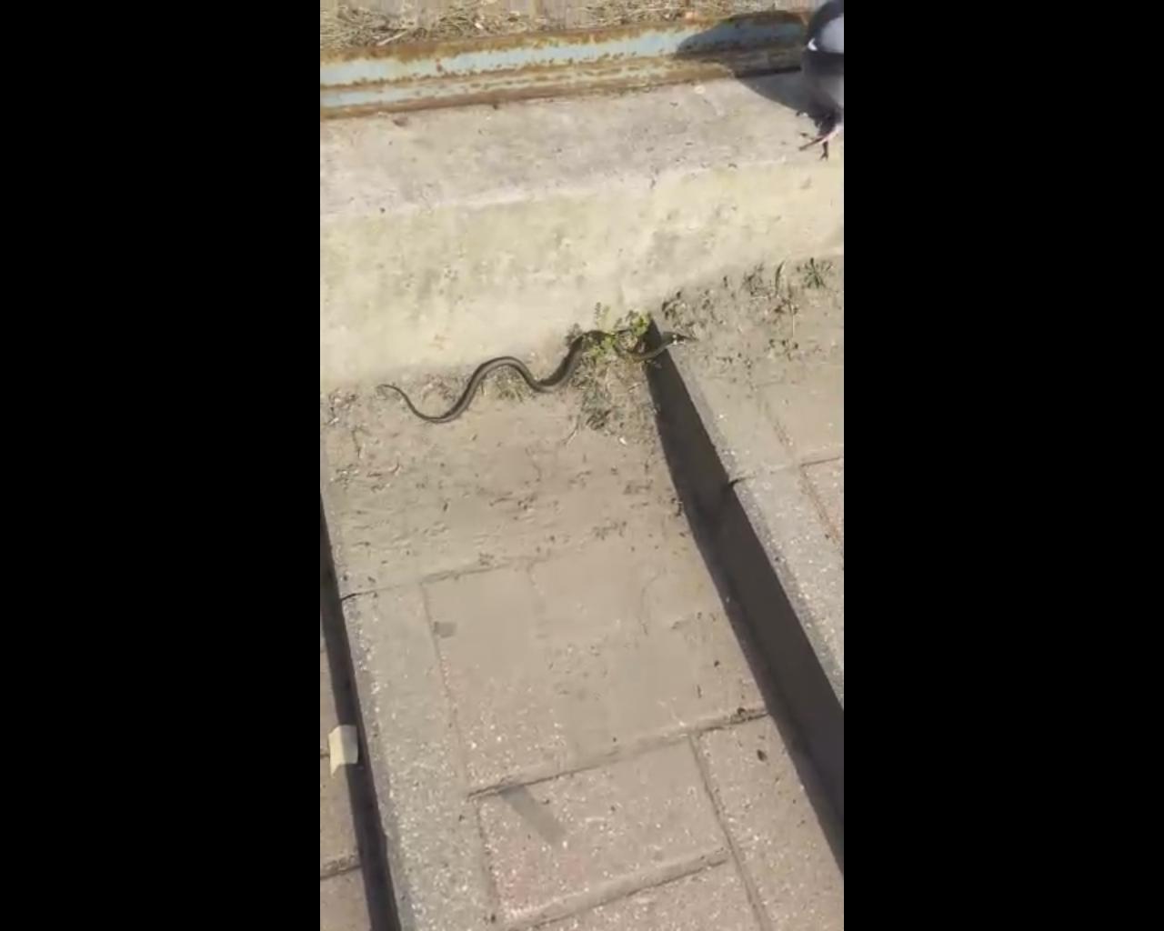 «Чья-то теща приехала»: на Ярославском автовокзале заметили змею